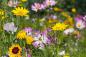 Preview: Bauerngarten