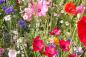 Preview: Bauerngarten
