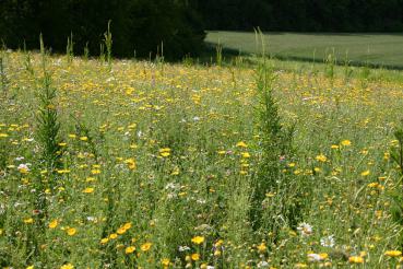 Veitshöchheimer Bienenweide