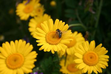 Greening Nektar und Pollen
