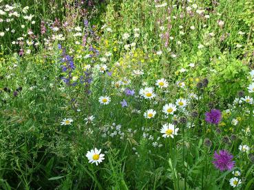 Blumenwiese für alle Fälle