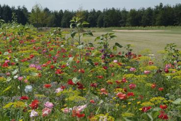 Pflückmischung Sommerzauber