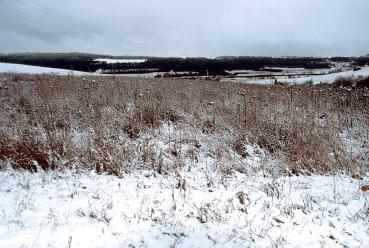 Auch im Winer sorgen die Strukturen für Rückzugsorte in der Agrarlandschaft