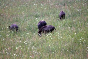 Schwarzwildmischung