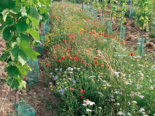 Rebzeilen- u. Weinbergbegrünung