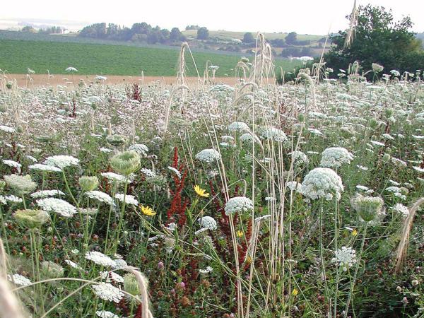 Blühbrache Vielfalt