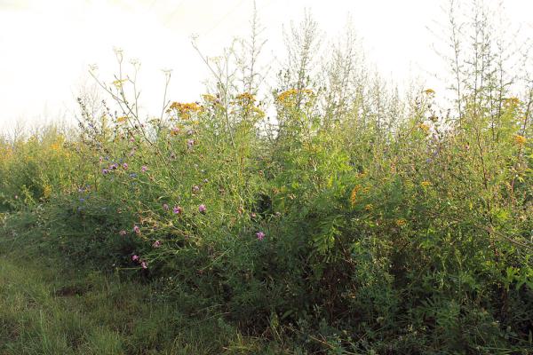 Deckungsmischung: Dichte und hochwüchsige Bestände zur Strukturierung der Agrarlandschaft