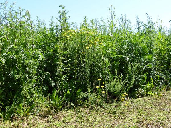 Deckungsmischung: Dichte und hochwüchsige Bestände zur Strukturierung der Agrarlandschaft