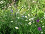 Blumenwiese für alle Fälle