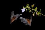 Falter- und Fledermaus-Oase