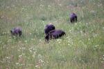 Schwarzwildmischung